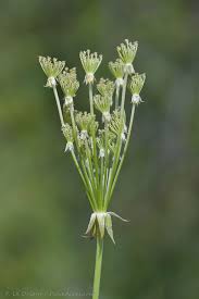 Attēlu rezultāti vaicājumam “Laserpitium prutenicum”