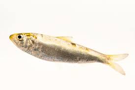 Image result for Alosa sapidissima