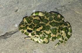 Attēlu rezultāti vaicājumam “Pseudepidalea viridis”