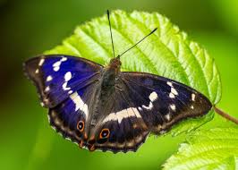 Attēlu rezultāti vaicājumam “Apatura iris female”