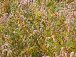 Image result for Ashurst WI*