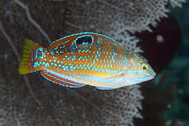 Image result for Halichoeres radiatus