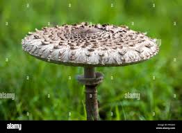 Attēlu rezultāti vaicājumam “Macrolepiota”