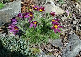 Image result for Pulsatilla