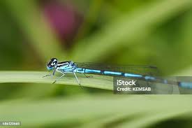 Attēlu rezultāti vaicājumam “Coenagrion puella”