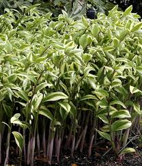 Attēlu rezultāti vaicājumam “Polygonatum odoratum”