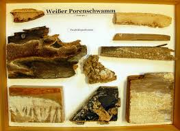 Attēlu rezultāti vaicājumam “Antrodia sinuosa”