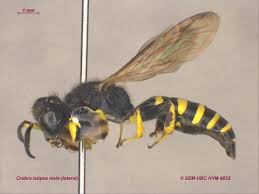 Attēlu rezultāti vaicājumam “Crabronidae”