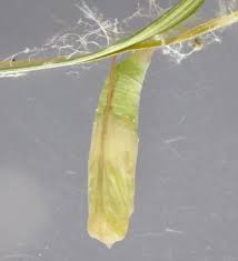 Attēlu rezultāti vaicājumam “Thymelicus sylvestris underside”