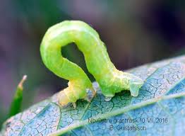 Attēlu rezultāti vaicājumam “Eulithis mellinata”