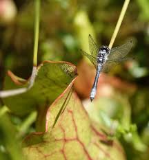 Attēlu rezultāti vaicājumam “Dianema nivale macro”