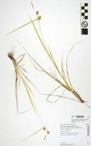 Attēlu rezultāti vaicājumam “Carex lepidocarpa”