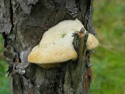 Attēlu rezultāti vaicājumam “Diplomitoporus flavescens”