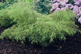 Attēlu rezultāti vaicājumam “Betula pendula flower”
