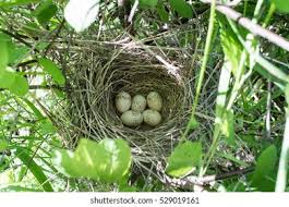 Attēlu rezultāti vaicājumam “Emberiza schoeniclus nest”