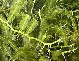 Attēlu rezultāti vaicājumam “Lycogala asperum macro”