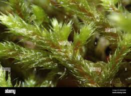 Attēlu rezultāti vaicājumam “Antitrichia curtipendula macro”