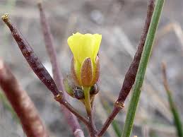 Attēlu rezultāti vaicājumam “Diplotaxis tenuifolia bud”