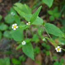 Attēlu rezultāti vaicājumam “Galinsoga quadriradiata flower”