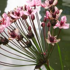 Attēlu rezultāti vaicājumam “Butomus umbellatus bud”