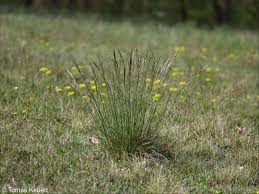 Attēlu rezultāti vaicājumam “Helictotrichon pratense”