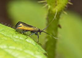 Attēlu rezultāti vaicājumam “Adelidae”