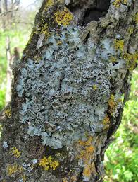 Attēlu rezultāti vaicājumam “Pleurosticta acetabulum”