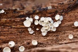 Attēlu rezultāti vaicājumam “Lachnum virgineum”