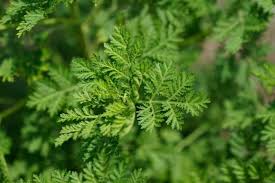 Image result for Artemisia annua