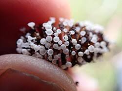 Attēlu rezultāti vaicājumam “Lachnum corticale”