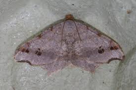 Attēlu rezultāti vaicājumam “Macaria alternata”