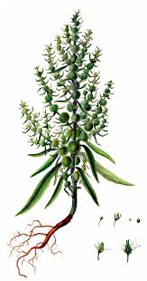 Attēlu rezultāti vaicājumam “Rumex maritimus fruit”