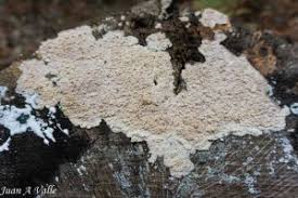 Attēlu rezultāti vaicājumam “Corticium roseum”