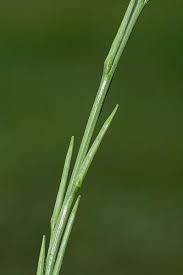 Attēlu rezultāti vaicājumam “Sisymbrium volgense leaf”