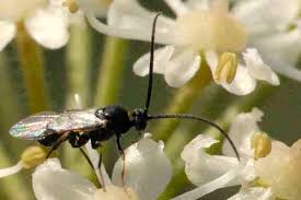 Attēlu rezultāti vaicājumam “Pterostoma palpina larva”