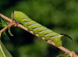 Attēlu rezultāti vaicājumam “Sphinx ligustri larva”