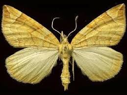 Attēlu rezultāti vaicājumam “Eulithis testata”