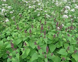Attēlu rezultāti vaicājumam “Oenothera rubricauli”