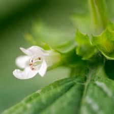 Attēlu rezultāti vaicājumam “Melissa officinalis leaf”