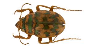 Attēlu rezultāti vaicājumam “Omophron limbatum”