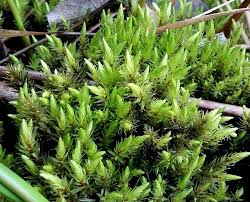 Attēlu rezultāti vaicājumam “Aulacomnium palustre”