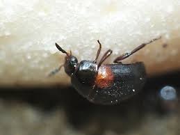 Attēlu rezultāti vaicājumam “Anisotoma humeralis”