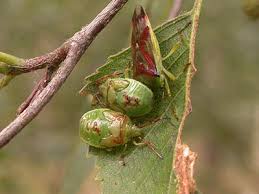 Attēlu rezultāti vaicājumam “Elasmostethus interstinctus nymph”