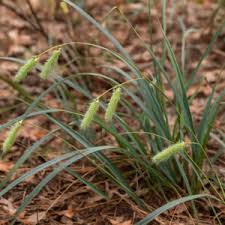 Attēlu rezultāti vaicājumam “Carex pseudocyperus”