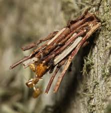 Attēlu rezultāti vaicājumam “Psyche casta”