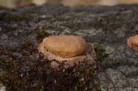 Attēlu rezultāti vaicājumam “Fuligo luteonitens macro”