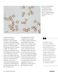 Attēlu rezultāti vaicājumam “Symphytocarpus flaccidus plasmodium”