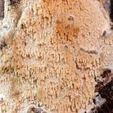 Attēlu rezultāti vaicājumam “Basidioradulum radula”