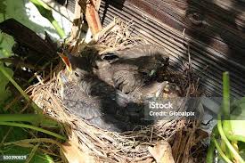 Attēlu rezultāti vaicājumam “Turdus merula nest”