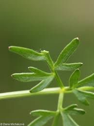 Attēlu rezultāti vaicājumam “Peucedanum palustre leaf”